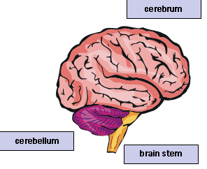 mel parts-of-the-human-brain