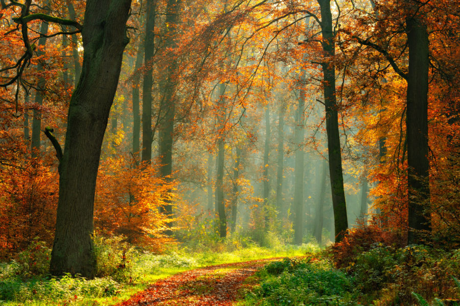 Footpath,Through,Foggy,Forest,In,Autumn,Illuminated,By,Sunbeams